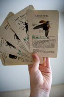 Information Bug Cards